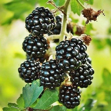 Boysenberry%20Böğürtlen%20Fidanı,%20Torbada