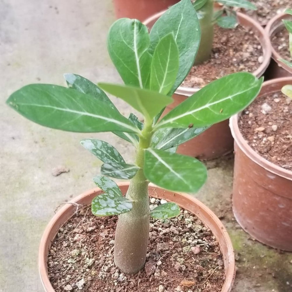 Arabic%20Adenium%20Çöl%20Gülü%20Çiçeği%20Fidanı