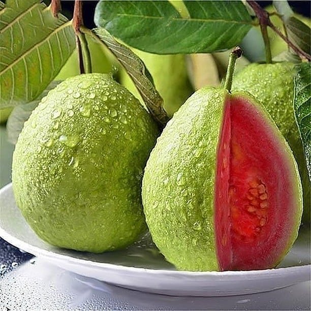 Bodur%20Kırmızı%20Guava%20Fidanı,%20Saksıda