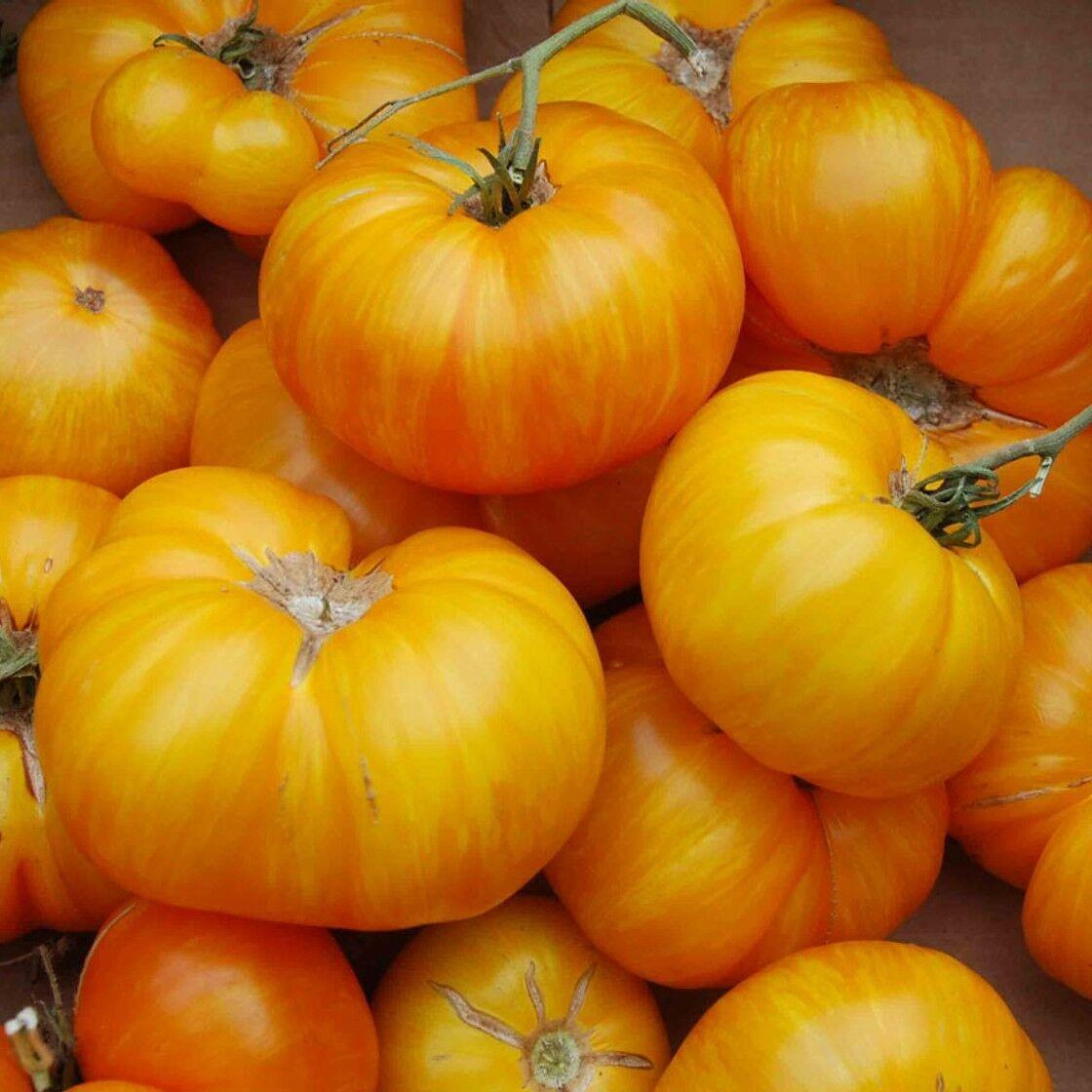 Big%20Yellow%20Domates%20(tomatoes)%20Tohumu%20(15%20tohum)