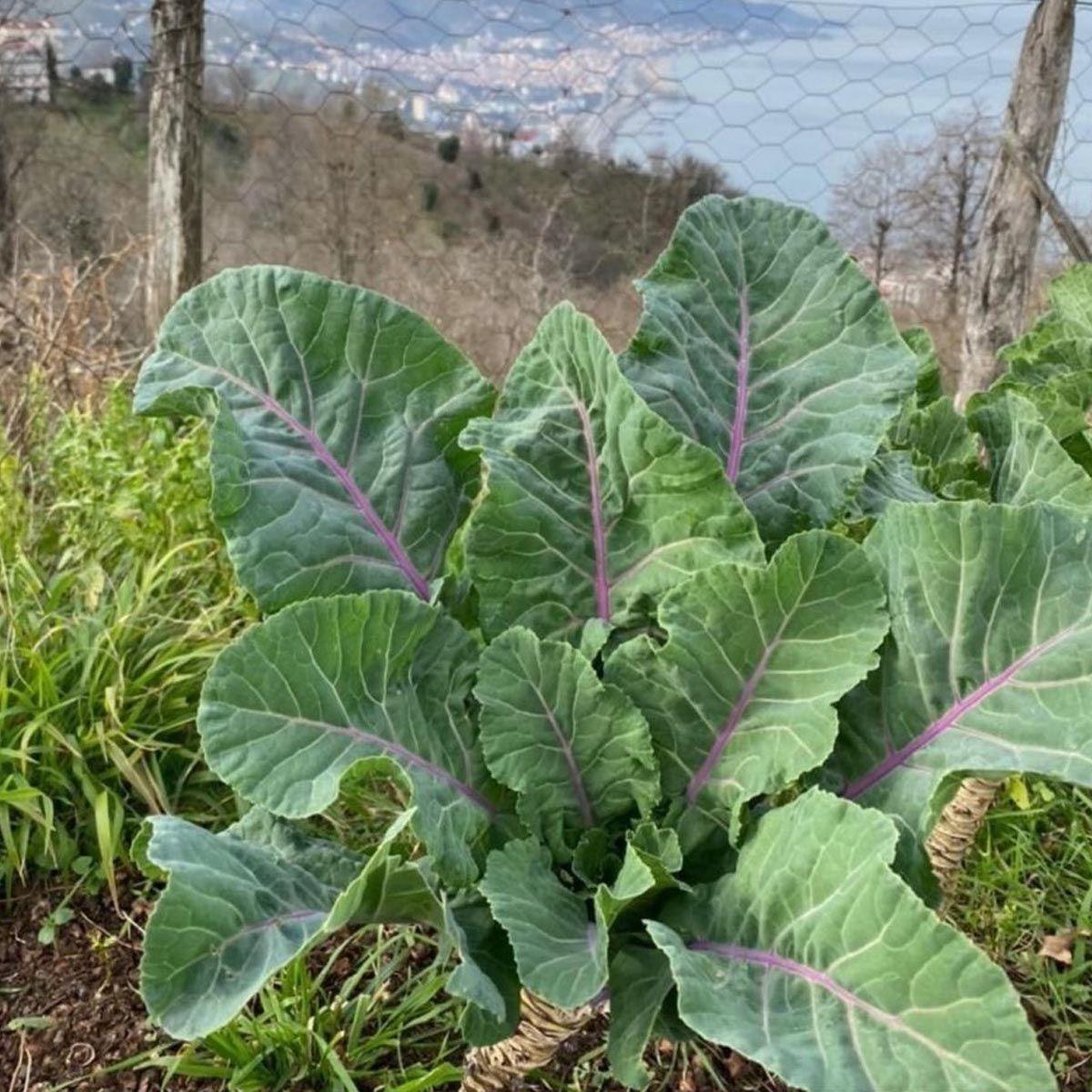 Kara%20Lahana%20(Karadeniz)%20Tohumu%20(2%20gram)