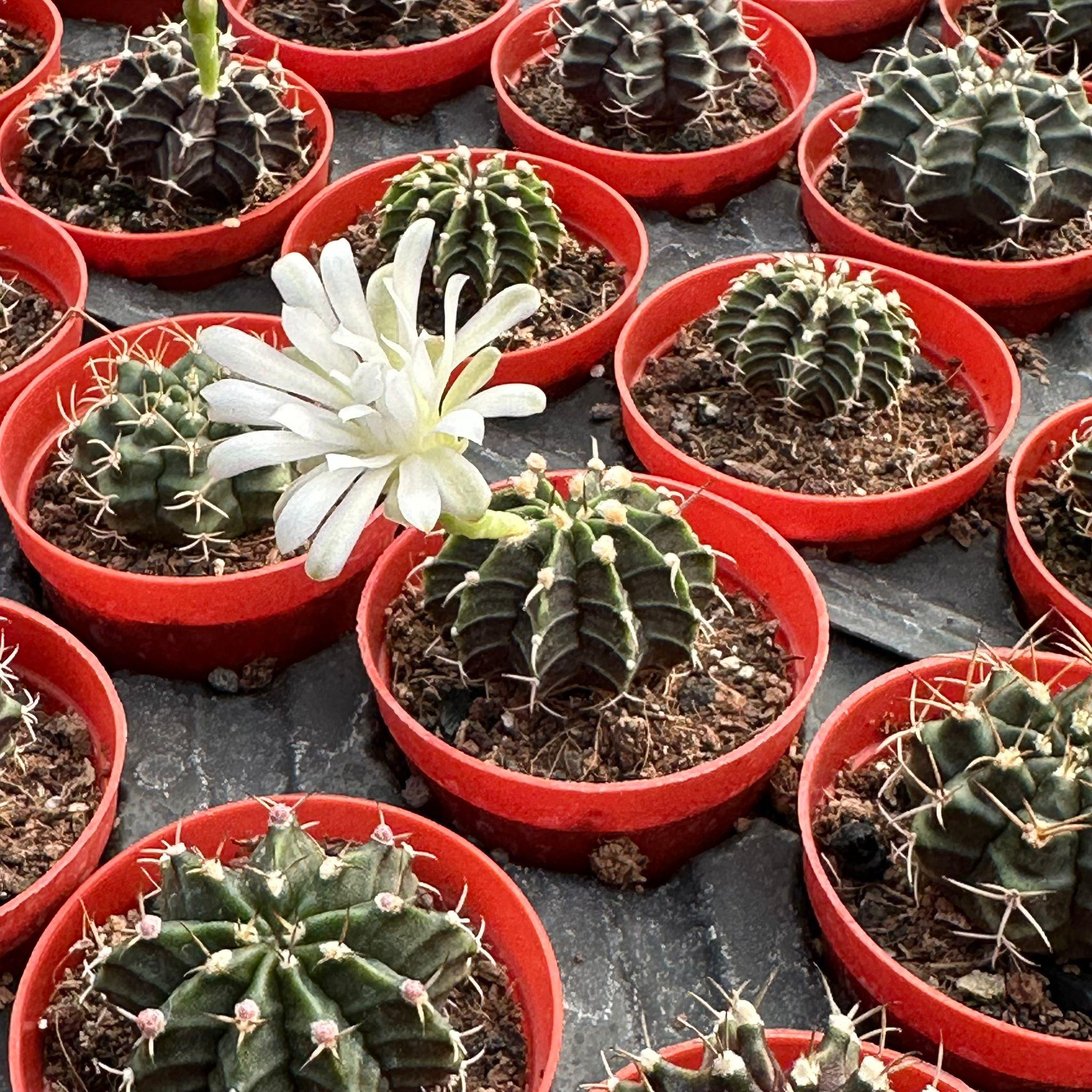 5.5%20luk%20Saksıda%20Gymnocalycium%20Mihanovichii%20(Çene)%20Kaktüsü