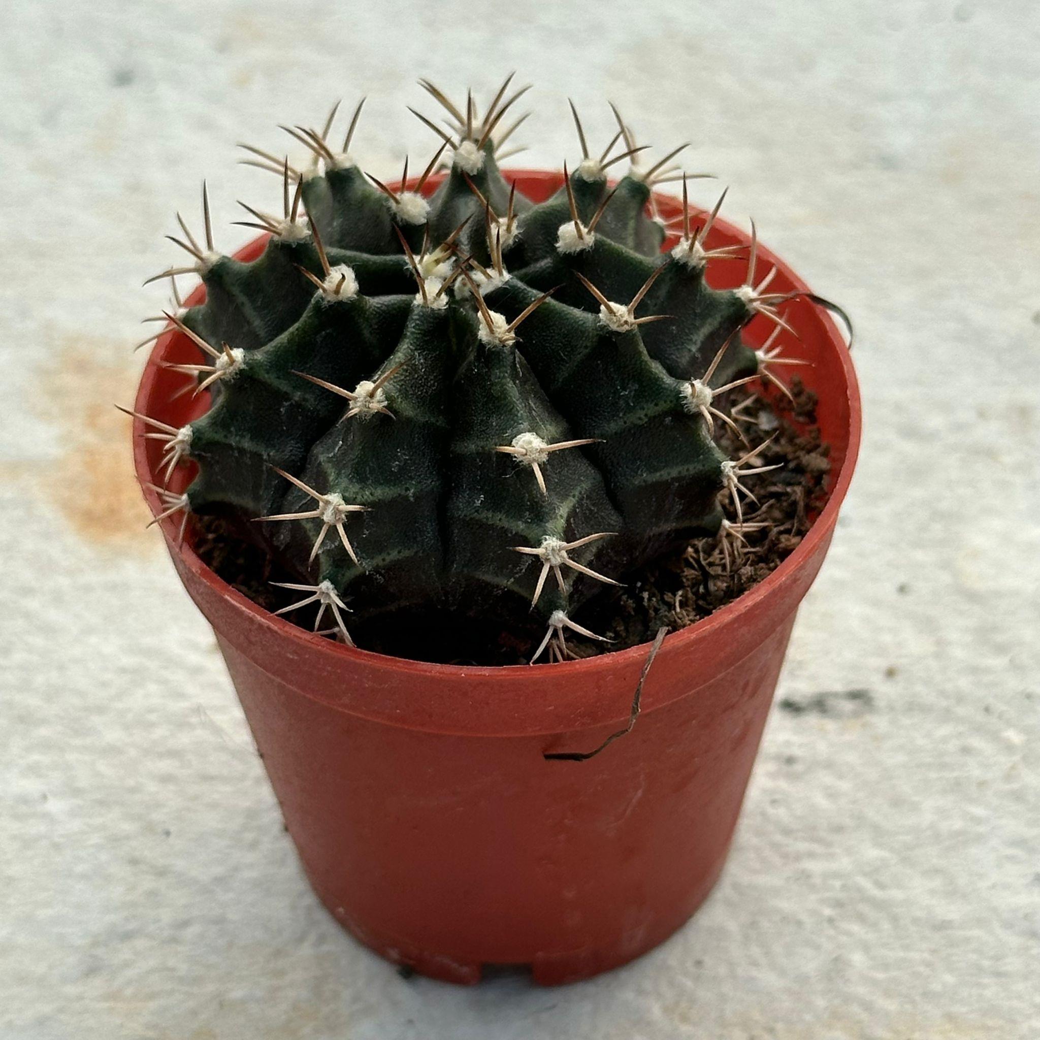 5.5%20luk%20Saksıda%20Gymnocalycium%20Mihanovichii%20(Çene)%20Kaktüsü