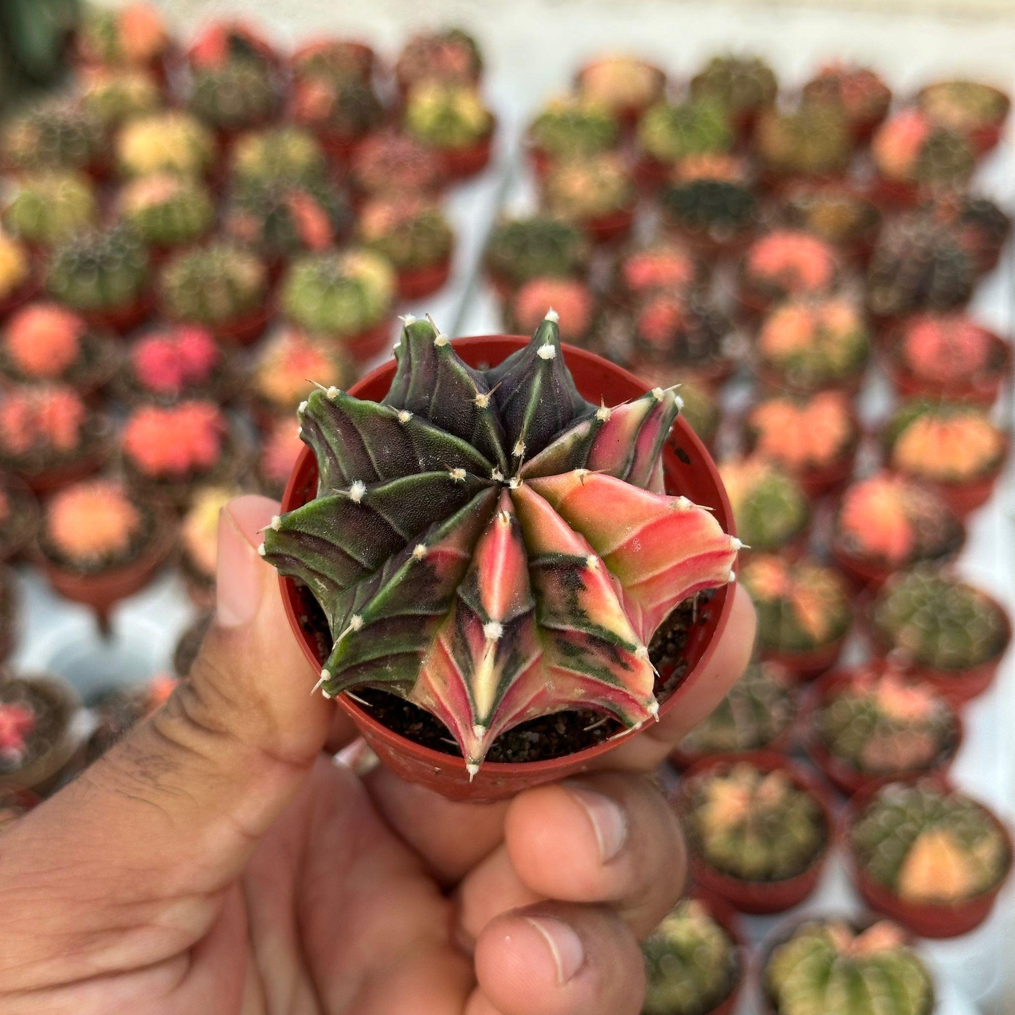 5.5%20lik%20Saksıda%20Gymno%20Gymnocalycium%20M.variegata%20%20Kaktüsü%20(Black%20Pearl)