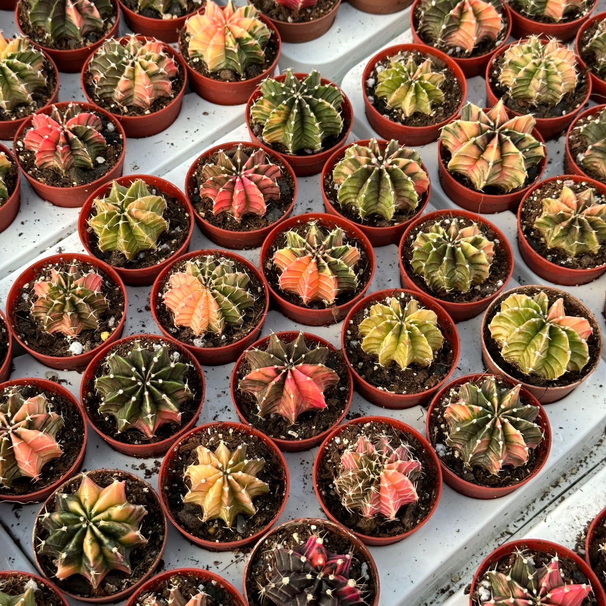 5.5%20lik%20Saksıda%20Gymno%20Gymnocalycium%20M.variegata%20%20Kaktüsü%20(Black%20Pearl)