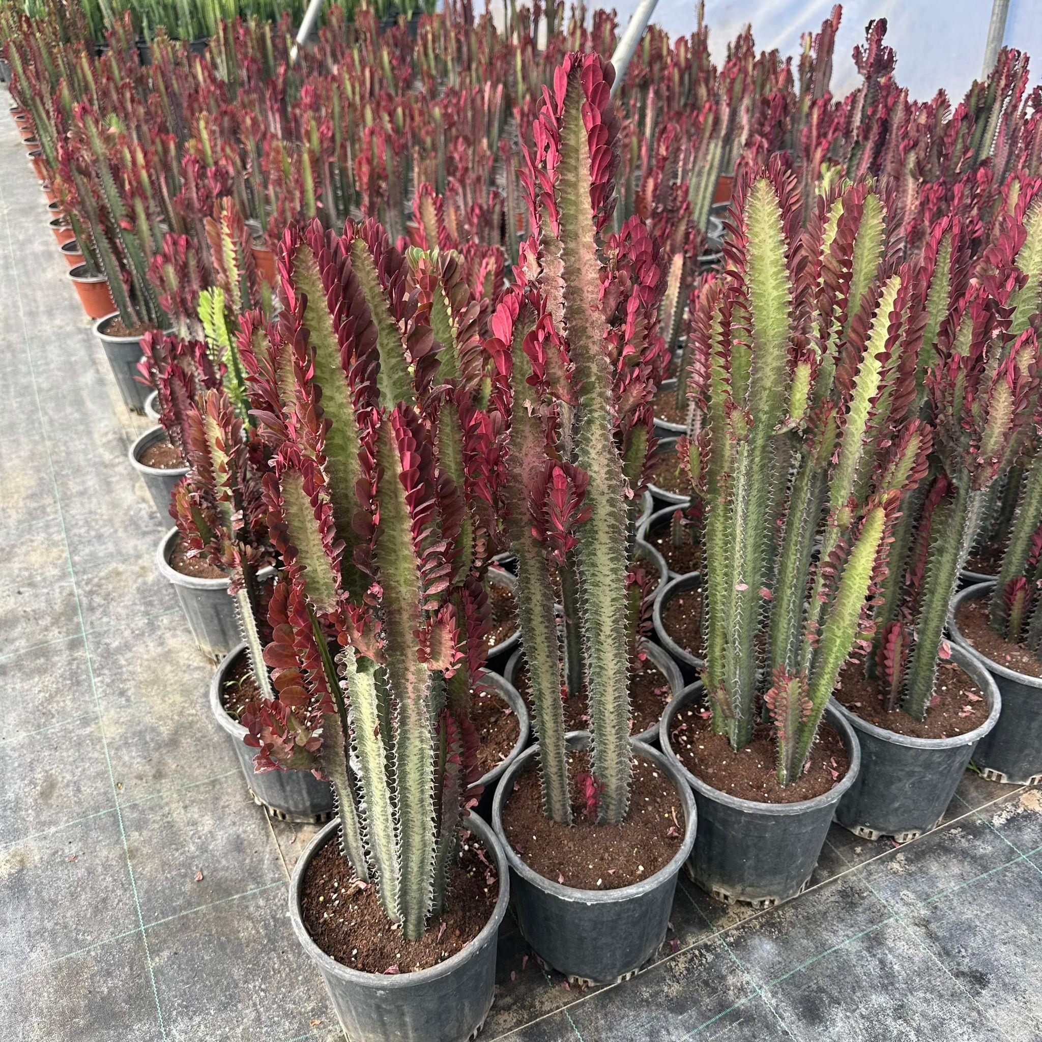 Büyük%20Boy%20Bol%20Dallı%20Euphorbia%20Trigona%20Red-%20Afrika%20Kırmızı%20Süt%20Ağacı