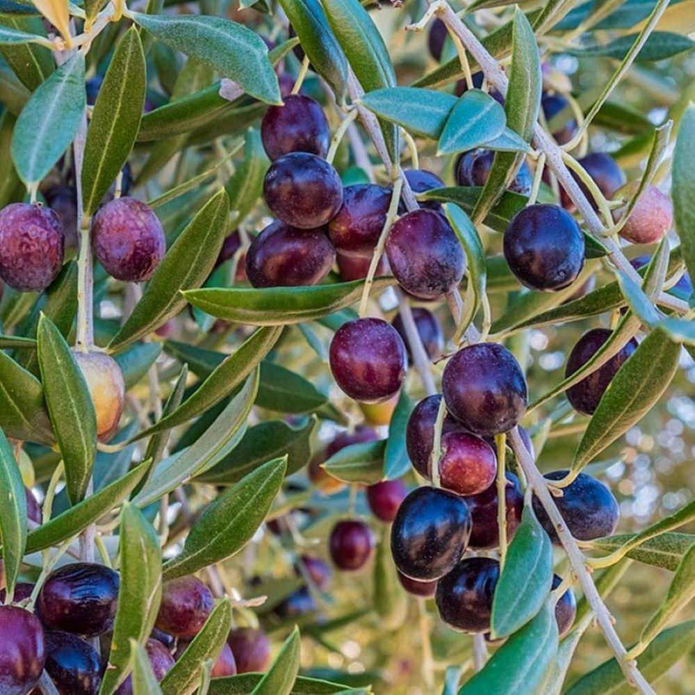 Tüplü%20Özel%20Ürün%20Sofralık%20ve%20Sıkımlık%20Gemlik%20Sele%20Zeytini%20Fidanı