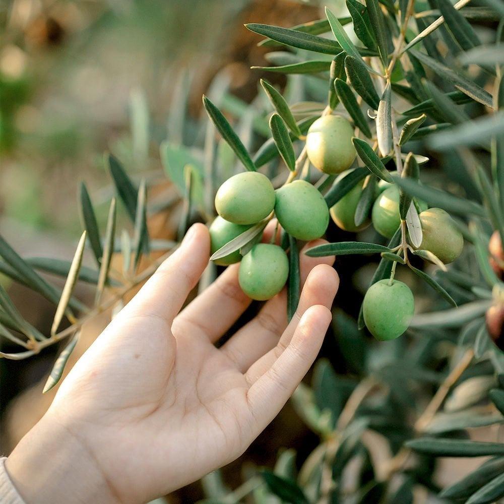 Ekstra%20Verimli%20Yemelik%20ve%20Yağlık%20Tüplü%20Ayvalık%20Çelebi%20Zeytini%20Fidanı