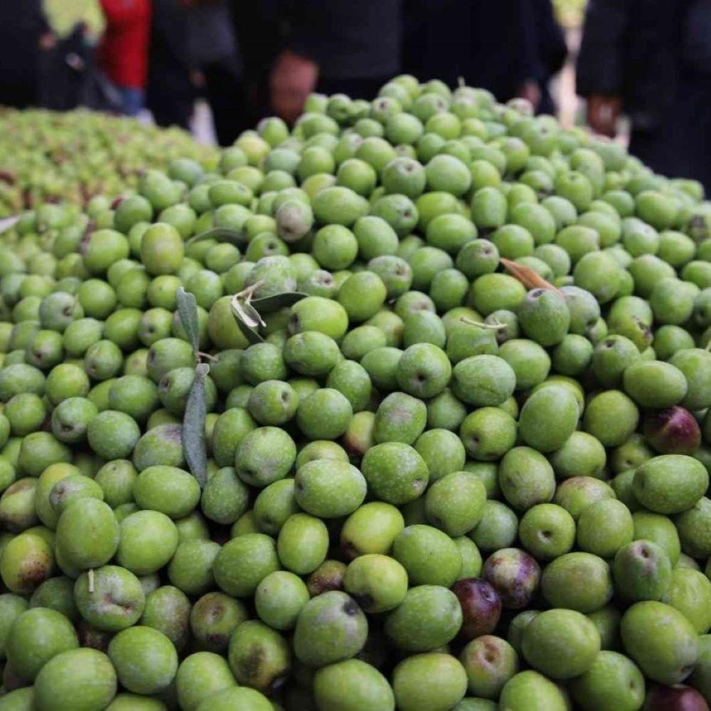 Tüplü%20Sıkımlık%20ve%20Salamuralık%20Bol%20Meyveli%20Gaziantep%20Zelebi%20Zeytini%20Fidanı