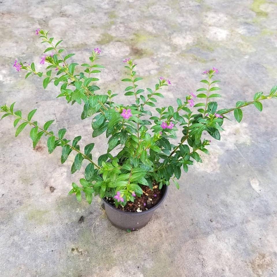 Kufeya%20Cennet%20Çiçeği%20(Mor%20Çiçekli%20Cuphea%20Hyssopifolia),%20Saksıda