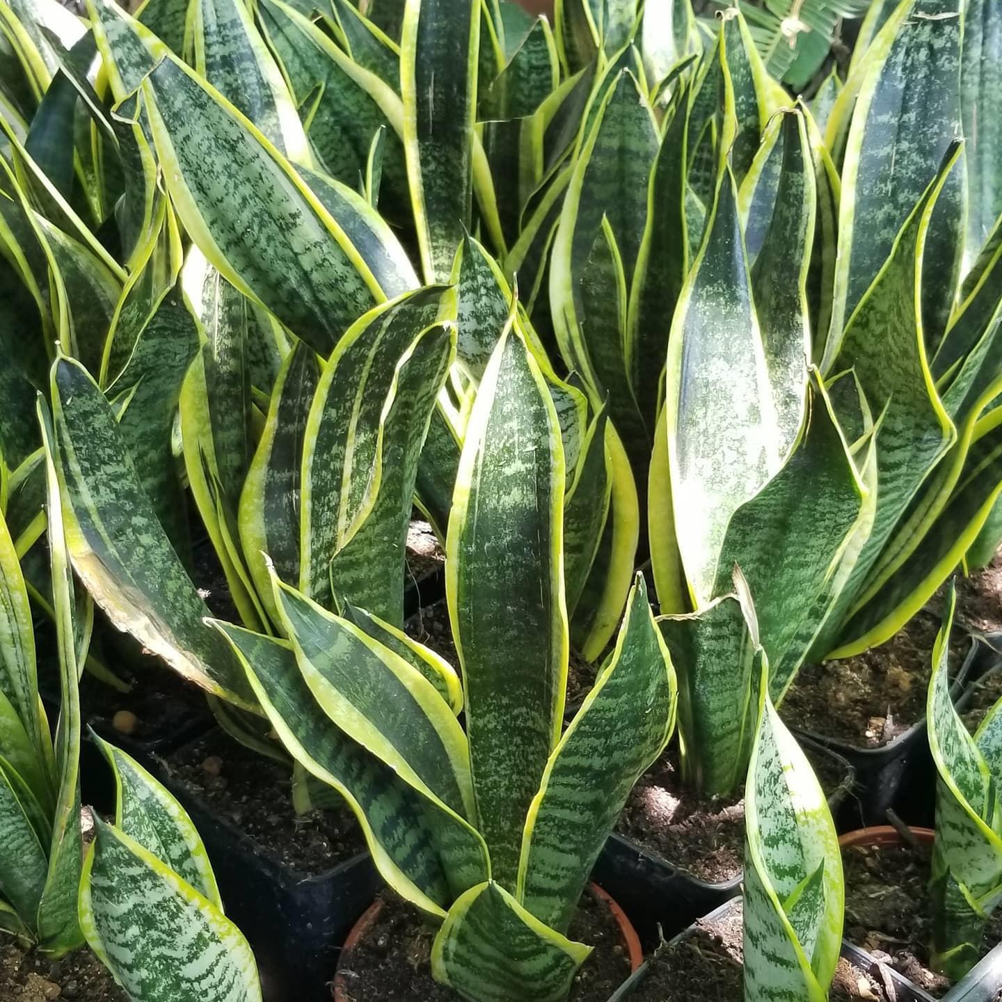 Peygamber%20Kılıcı%20Sansevieria%20Trifasciata,%20Saksıda