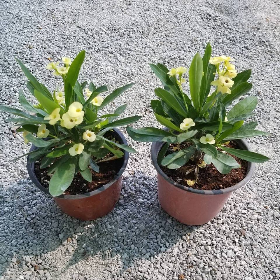 İTHAL%20Orijinal%20SARI%20Euphorbia%20Milii%20/%20Dikenler%20Tacı%20Saksıda%20Küçük%20Boy