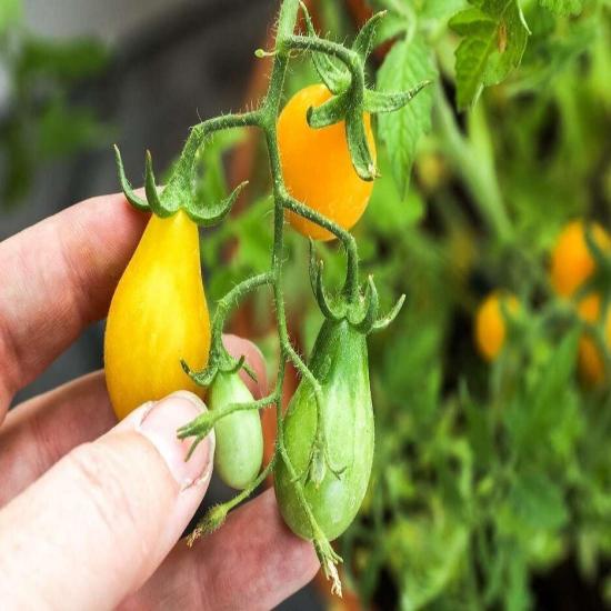 Armut Görünümlü Yellow Pear Domates Tohumu (15 tohum)