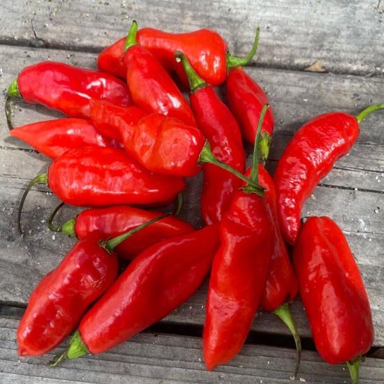 Red Trinidad Seasoning Biber Tohumu (15 adet)