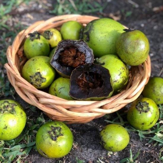 Tüplü Black Sapote (Çikolata Meyvesi) Fidanı