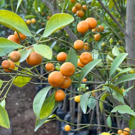 Bol Meyveli Mini Süs Mandalina (Yenilebilir) Fidanı, 130 Cm Üzeri Tüplü ve Aşılı