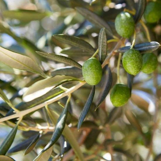 Sıkımlık ve Salamuralık Tüplü Domat Zeytini Fidanı